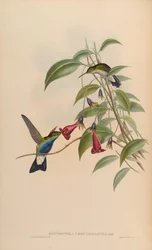 Hypuroptila caeruleigaster = Chalybura buffonii caeruleogaster